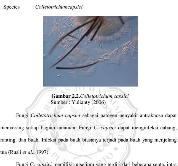 Gambar 2.2.Colletotrichum capsici  Sumber : Yulianty (2006) 