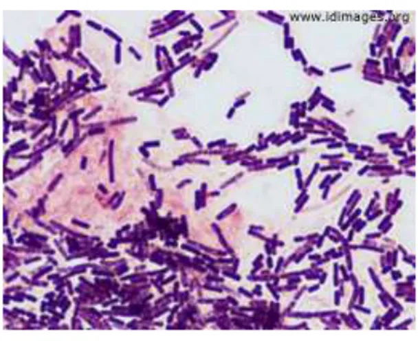 Gambar 2.3.Bacillus cereus  Sumber :Supriyadi et al. (2015) 