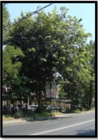 Gambar 16  Pohon angsana di Kota Yogyakarta (a) dan di Kota Solo (b). 