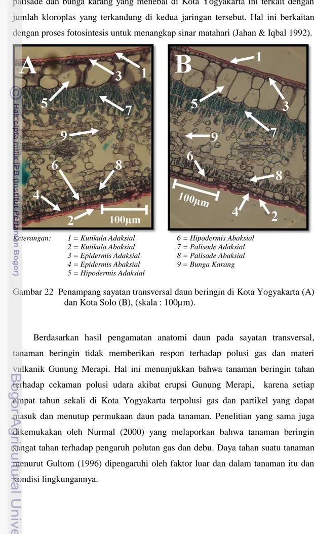 Gambar 22  Penampang sayatan transversal daun beringin di Kota Yogyakarta (A)  dan Kota Solo (B), (skala : 100µm)