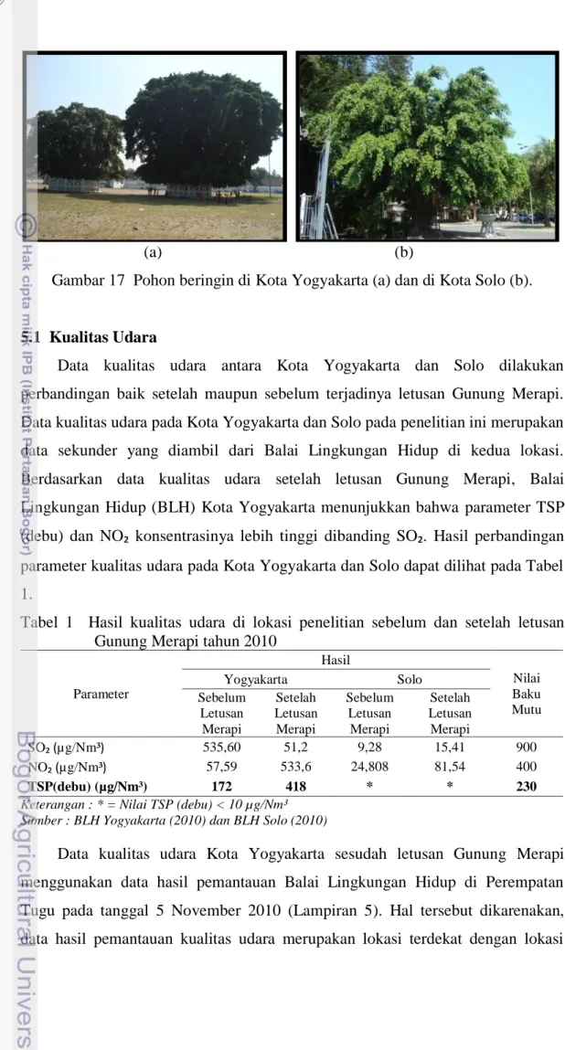 Gambar 17  Pohon beringin di Kota Yogyakarta (a) dan di Kota Solo (b). 