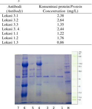 Tabel  2.  Konsentrasi  protein  antibodi  dari  miselium  Ganoderma sp. dari Lokasi 1 dan 3 