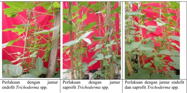 Gambar 7. Pertumbuhan vegetatif tanaman kedelai yang diperlakukan dengan jamur endofit dan  saprofit Trichoderma spp