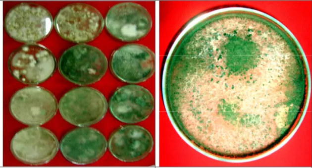 Gambar 5. Koloni Jamur T. koningii isolat  ENDO-02 dan T. harzianum isolat SAPRO-07  yang diisolasi dari rhizosfer tanaman kedelai 