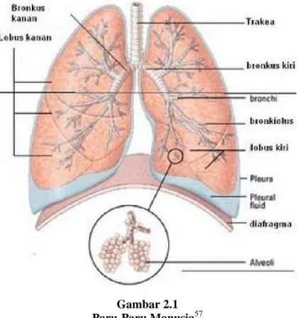 Gambar 2.1   Paru-Paru Manusia 57