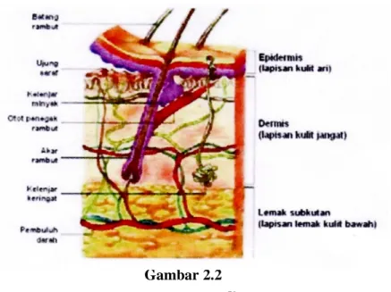 Gambar 2.2  Kulit Manusia  59