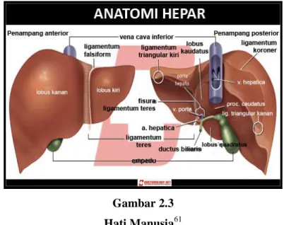 Gambar 2.3  Hati Manusia 61