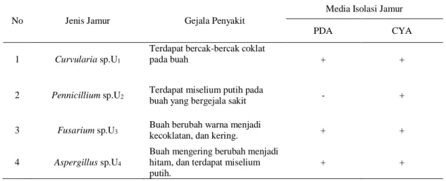 Tabel 1. Isolasi Jamur dari Buah Kelapa Sawit (Elaeis guineensis Jacq.) yang Terinfeksi di perkebunan kelapa sawit  Kubu Raya 