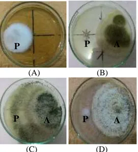 Tabel  2  Rerata  persentase  uji  antagonis  jamur  Trichoderma terhadap Phytophthora palmivora 