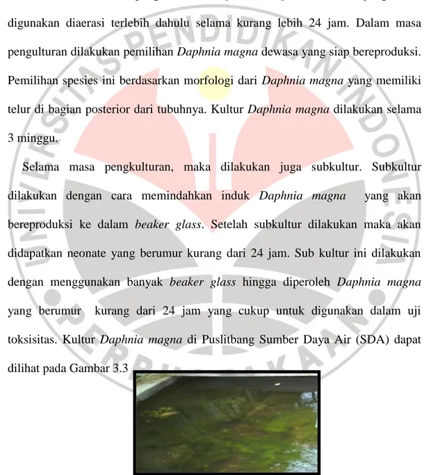 Gambar 3.3. Kultur Daphnia magna di Puslitbang SDA  (Sumber: Dokumentasi Pribadi) 