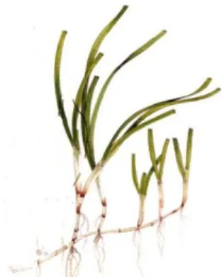 Gambar 11. Halodule uninervis (Waycott et al., 2004)  Klasifikasi  Kingdom: Plantae  Division: Angiospermae  Class: Liliopsida  Order: Potamogetonales  Family: Potamogetonaceae  Genus: Halodule 