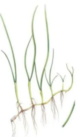 Gambar 12.Syringodium isoetifolium (Waycott et al., 2004)  Klasifikasi  Kingdom: Plantae  Division: Angiospermae  Class: Liliopsida  Order: Potamogetonales  Family: Potamogetonaceae  Genus: Syringodium 