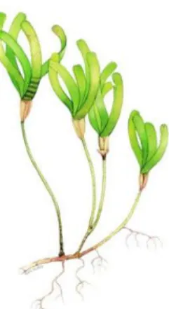 Gambar 13. Thalassodendron ciliatum (Waycott et al., 2004)  Klasifikasi  Kingdom: Plantae  Division: Angiospermae  Class: Liliopsida  Order: Potamogetonales  Family: Potamogetonaceae  Genus: Thalassodendron 