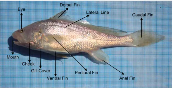 Gambar 1.Morfologi Ikan Gulamah (Johnius trachycephalus)di SungaiBarumun  