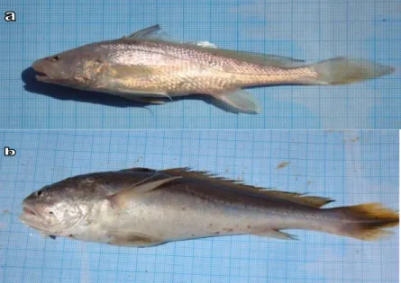 Gambar 8. Ikan Gulamah (Johnius trachycephalus)a. Betina, b. Jantan 