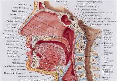 Gambar 1. Anatomi hidung 14