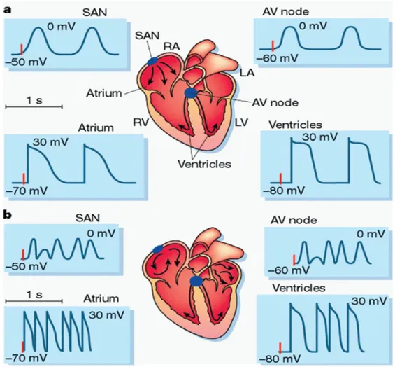 Gambar 6. Pola potensial aksi masing-masing sistim konduksi jantung