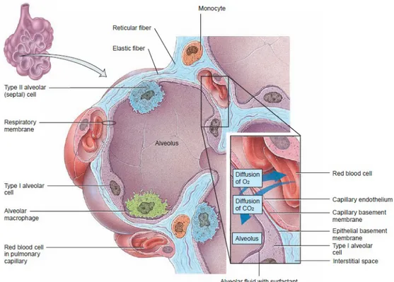 Gambar 1. Anatomi Alveolus