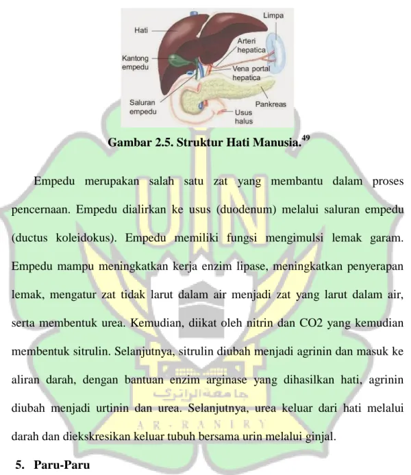 Gambar 2.5. Struktur Hati Manusia. 49