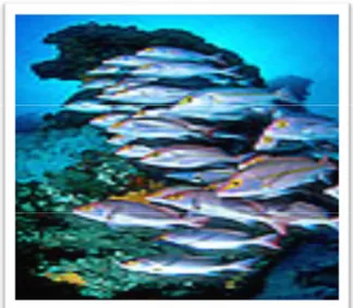 Gambar 4.  Gerombolan Ikan (Encarta, 2009) 