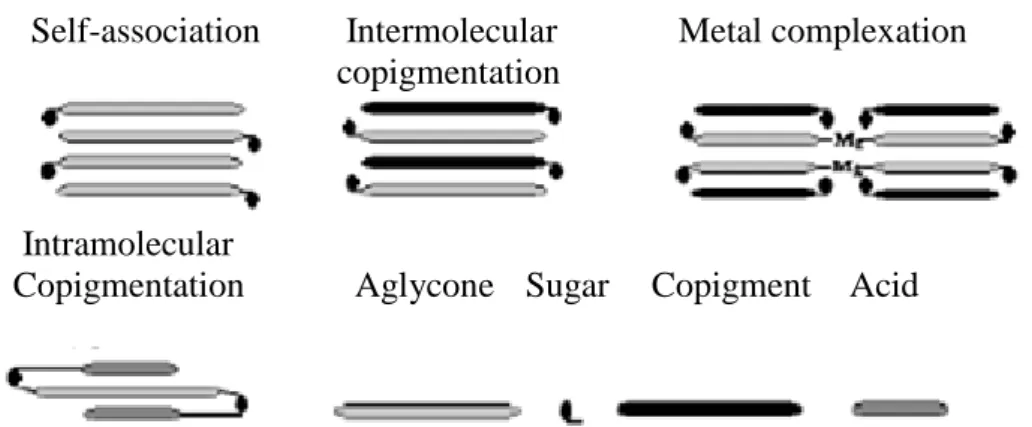 Gambar 3 . Mekanisme reaksi kopigmentasi pada antosianin (Rein, 2005). 