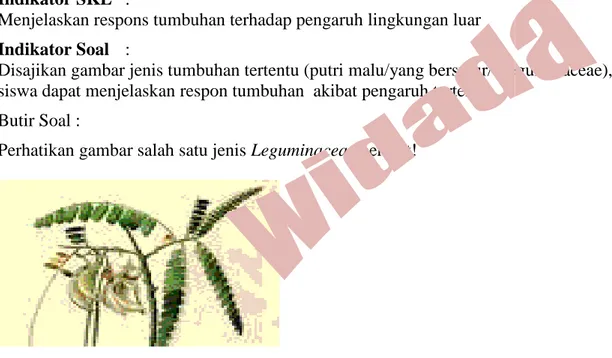 gambar jenis tumbuhan tertentu (putri malu/yang bersulur/ Leguminaceae), siswa dapat menjelaskan respon tumbuhan akibat pengaruh tertentu