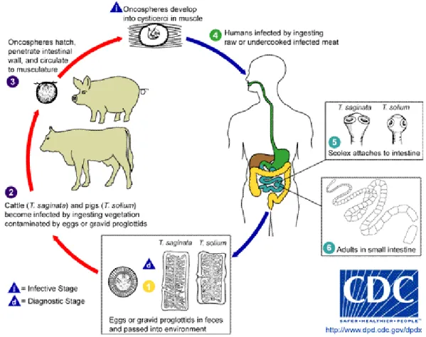 Gambar 1 Siklus hidup taenia manusia (cacing pita sapi dan cacing pita babi)  (Sumber : CDC  2010)