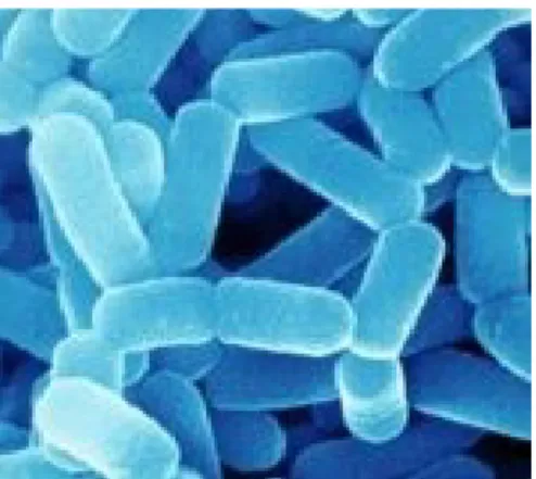 Gambar 1.  Lactobacillus casei (Sumber: Agus, 2011)
