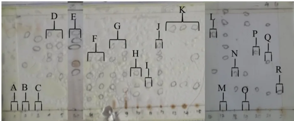 Gambar 3. Kromatogram lapis tipis fraksi gabungan hasil KKCV. 