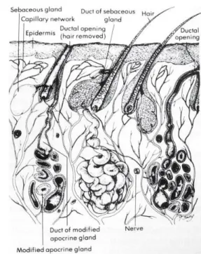 Gambar 1. Anatomi Telinga 5                   