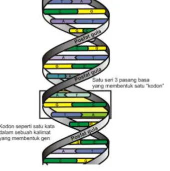 Gambar 1.1. Model struktur molekul  DNA dalam bentuk heliks ganda  menurut Watson dan Crick 