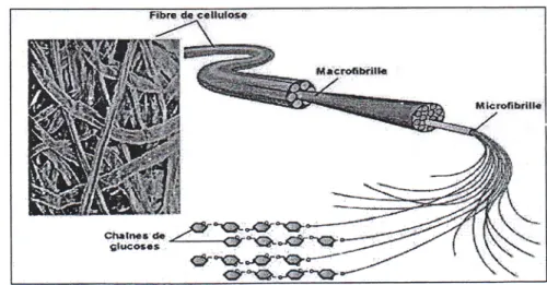 Gambar 2.3 Susunan mikrofibril dan makrofibril (Sungai, 2009). 