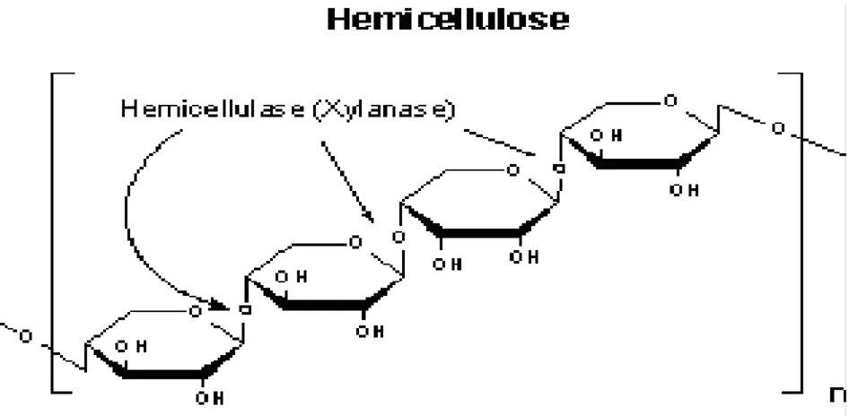 Gambar 2.5. Struktur molekul hemiselulosa (Sungai, 2009) 