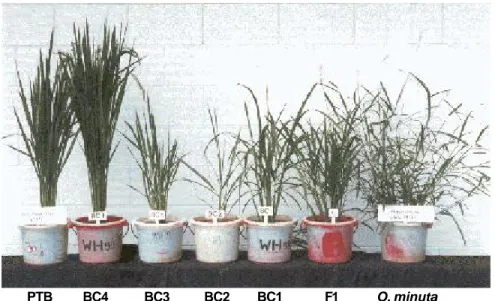 Gambar  2. Hasil persilangan antara padi tipe baru (PTB) dan O. minuta.