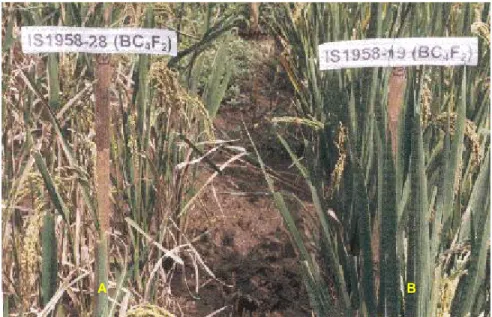 Gambar  3. Galur  introgresi  hasil  silang  balik  keempat  generasi  kedua  antara padi tipe  baru (PTB) dengan spesies  liar O.minuta.