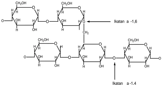 Gambar 3. Struktur molekul amilopektin (Swinkels, 1985) 