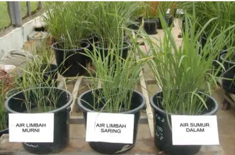 Gambar 2. Pertumbuhan tanaman padi dengan tiga jenis air yang berbeda  Dengan demikian dapat diterangkan bahwa tingginya kandungan natrium dalam tanah  berpengaruh  terhadap pertumbuhan tanaman, baik terhadap tinggi tanaman maupun jumlah anakan