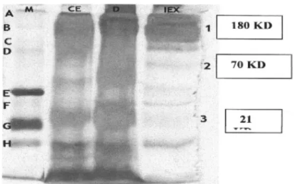 Gambar  2.    Profil    pita    protein    ekstrak    keruh        lgY  (CE),  setelah  dialisa  (D),    setelah    kolom  DEAE-sephacel  (El  X),  dan-Broad  Marker(  M)