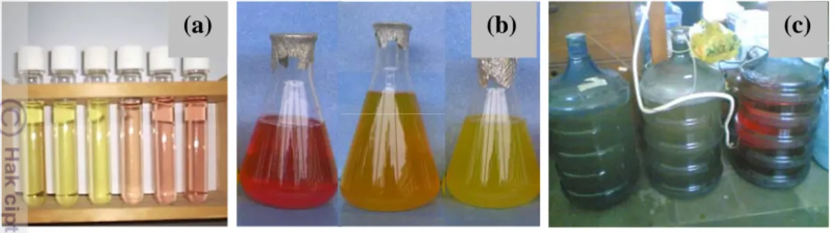 Gambar 1.  Pembuatan  starter bakteri. (a) Isolat Nitrosomonas sp., (b) Inokulasi  ke media amonium dalam erlenmeyer 500 ml, (c) Penggandaan skala  ke volume 15 l