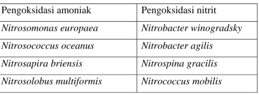 Tabel 4. Bakteri-bakteri pengoksidasi amoniak dan nitrit  Pengoksidasi amoniak  Pengoksidasi nitrit  Nitrosomonas europaea  Nitrobacter winogradsky  Nitrosococcus oceanus   Nitrobacter agilis  Nitrosapira briensis  Nitrospina gracilis  Nitrosolobus multifo