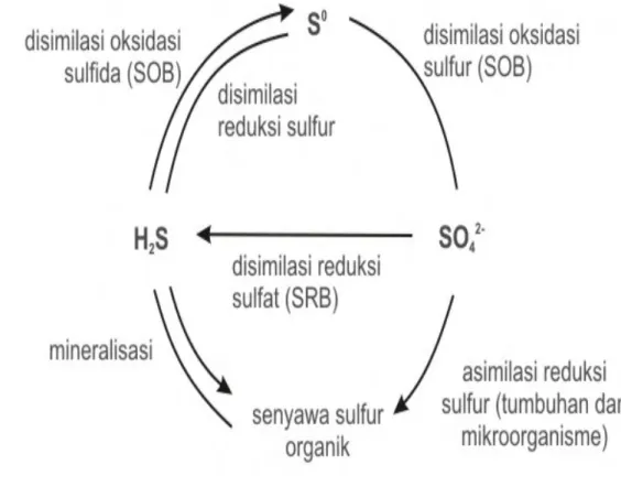 Gambar 4. Siklus sulfur secara biologi. SOB : sulfur compound  oxidizing; SRB : sulfate reducing bacteria (Kleinjan, 2005)