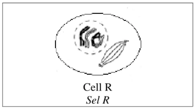 Diagram 3.1.1  / Rajah 3.1.1  (a)  (i)  Name the type of cell division in Diagram 3.1.1 