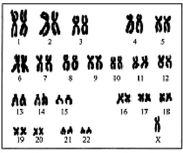 Diagram 3.3 / Rajah 3.3  (i)  State the total number of chromosomes in the offspring. 