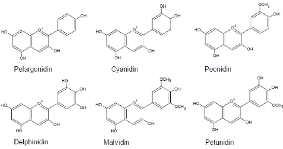 Gambar 5.  Berbagai bentuk struktur antosianidin (Rein, 2005) 