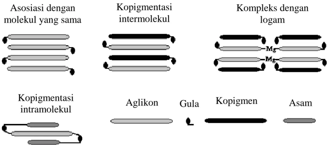 Gambar 9.  Mekanisme kopigmentasi pada antosianin (Rein, 2005) 