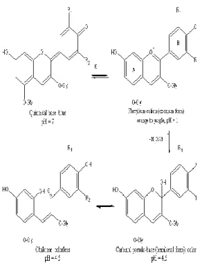 Gambar  6  adalah  reaksi  yang  terjadi  akibat  penambahan  pH.  Secara  umum,  pH  di  bawah 2, antosianin berada pada bentuk kation  flavilium  merah