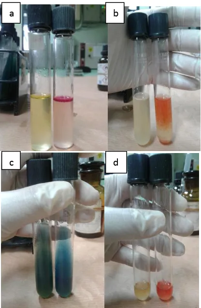 Gambar 1. Metode IMViC; a. Reaksi indol positif berwarna merah dipermukaan dan reaksi 
