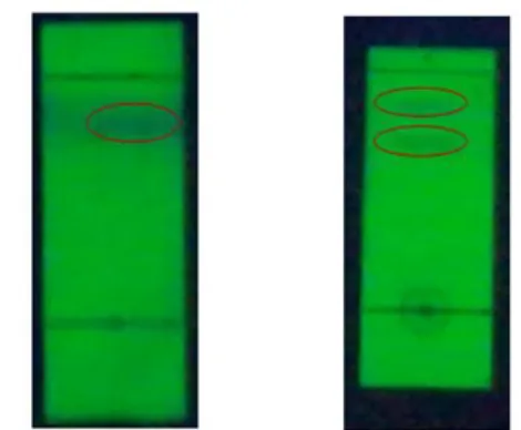 Gambar 1.   Hasil  Uji  KLT  terhadap  hasil  isolasi  fraksi etil asetat 