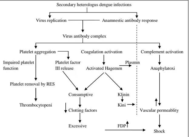 Gambar 2.1. Hipot esis  secondary  heterologus infections  (Sumber: Suvatt 1977- 1977-dikutip dari Sumarmo, 1983)