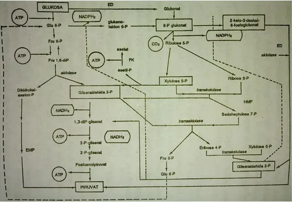 Gambar 4.18 Hubungan antara jalur EMF (Embden-Meyerhoff- (Embden-Meyerhoff-parnas),  jalu  ED  (Entner-Doudoroff),  jalur  HMF  (heksosamonofosfat)  dan  jalur  FK  (fosfoketolase)  (Doelle,  1981)